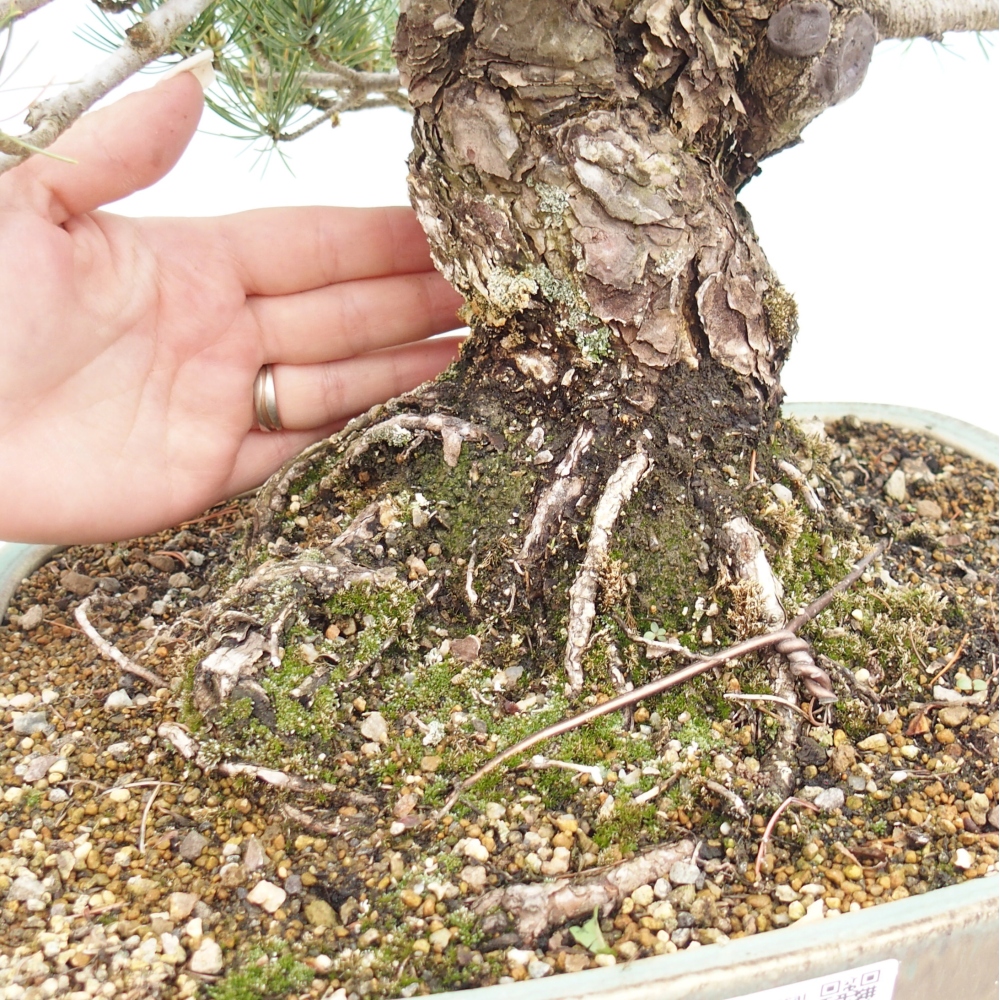 Outdoor bonsai - Pinus parviflora - Pinus parviflora