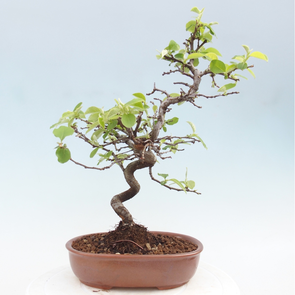 Outdoor bonsai - Chaneomeles chinensis