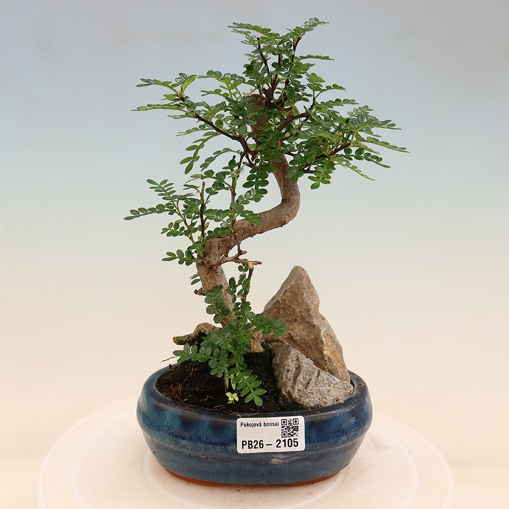Room bonsai - Zantoxylum piperitum - pepper tree