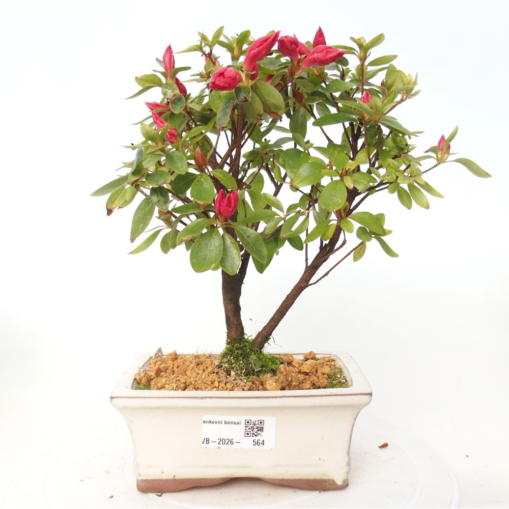 Outdoor bonsai - Japanese azalea - Azalea sp.