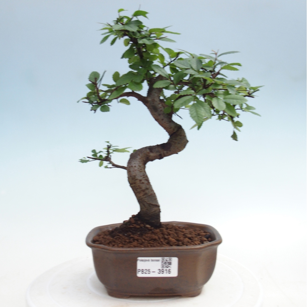 Room bonsai - Ulmus parvifolia - Small-leaved elm