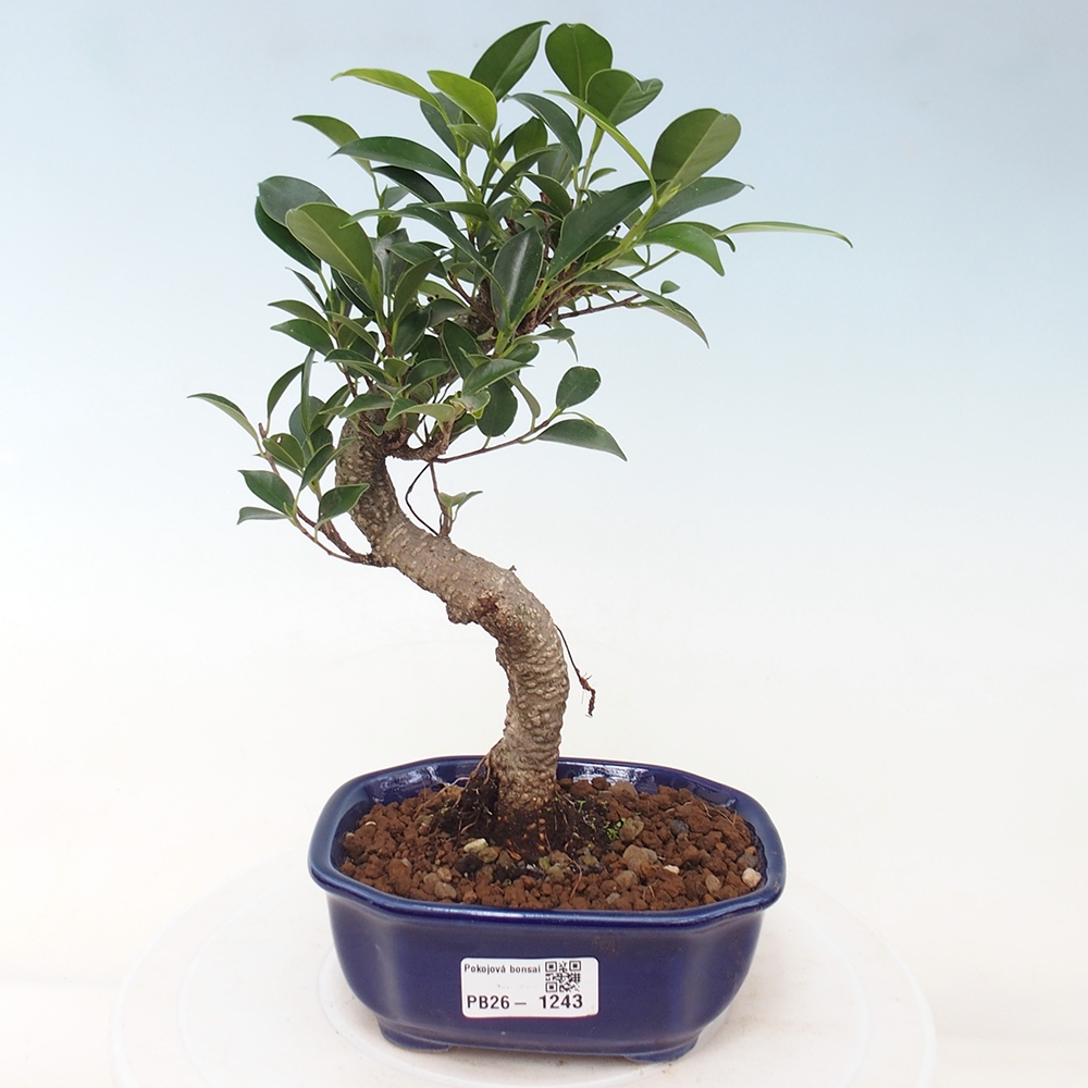 Room bonsai - Ficus retusa - small-leaved ficus