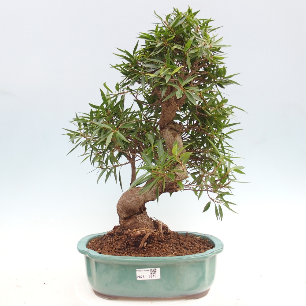 Room bonsai - Ficus nerifolia - small-leaved ficus