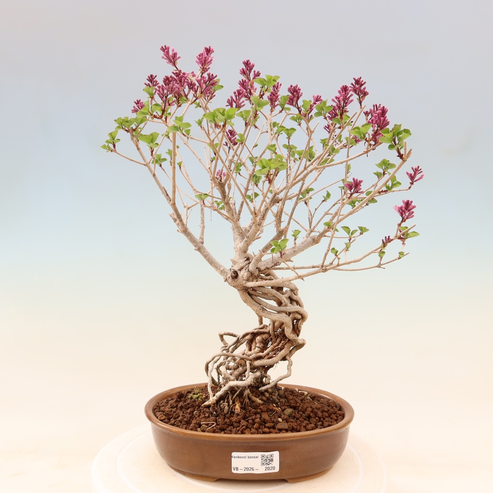 Outdoor bonsai - Syringa microphylla - small-flowered lilac