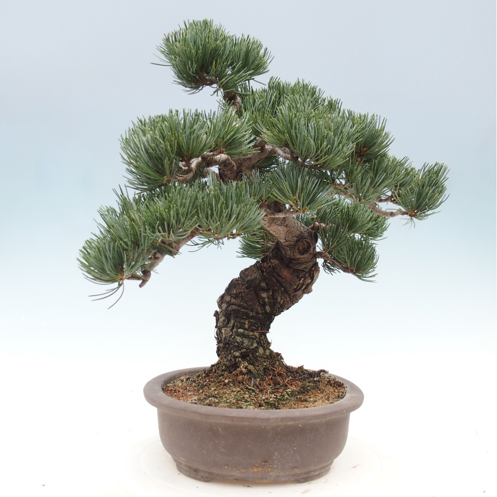 Outdoor bonsai - Pinus parviflora - Small pine tree