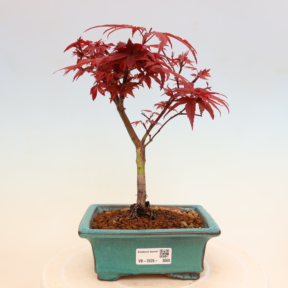 Outdoor Bonsai - Japanese Maple - Acer palmatum 'Berry Broom' 