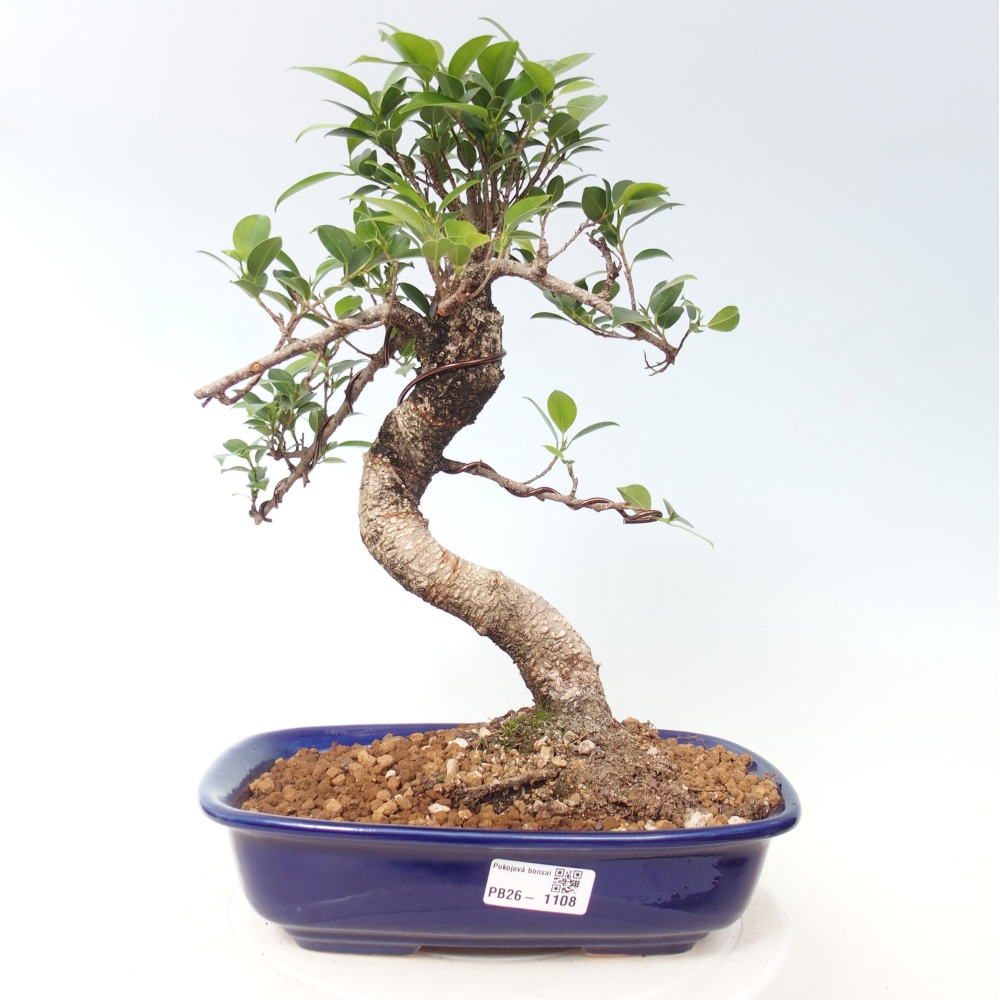 Room bonsai - Ficus kimmen - small-leaved ficus