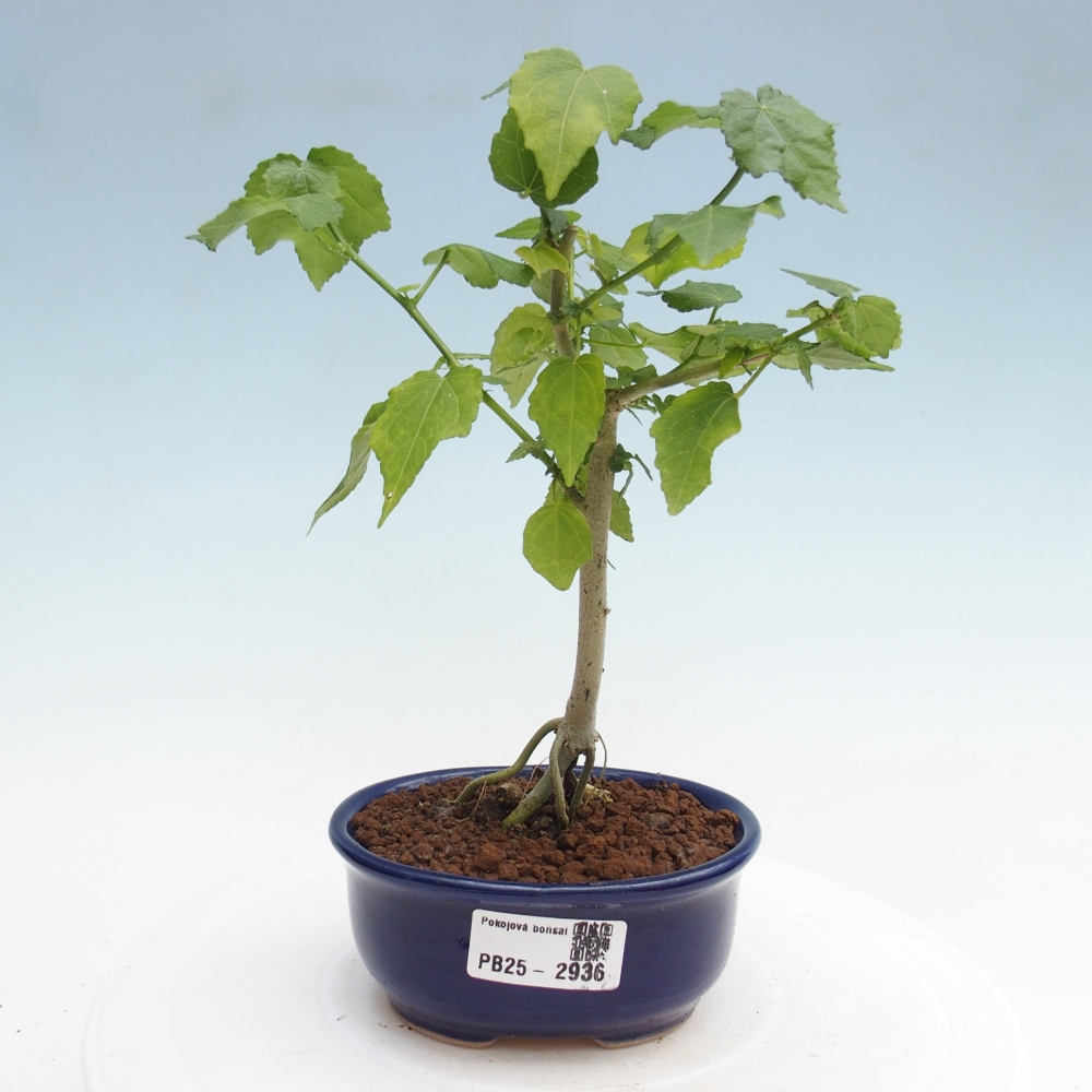 Indoor bonsai - Malvaviscus arboreus - woody hibiscus