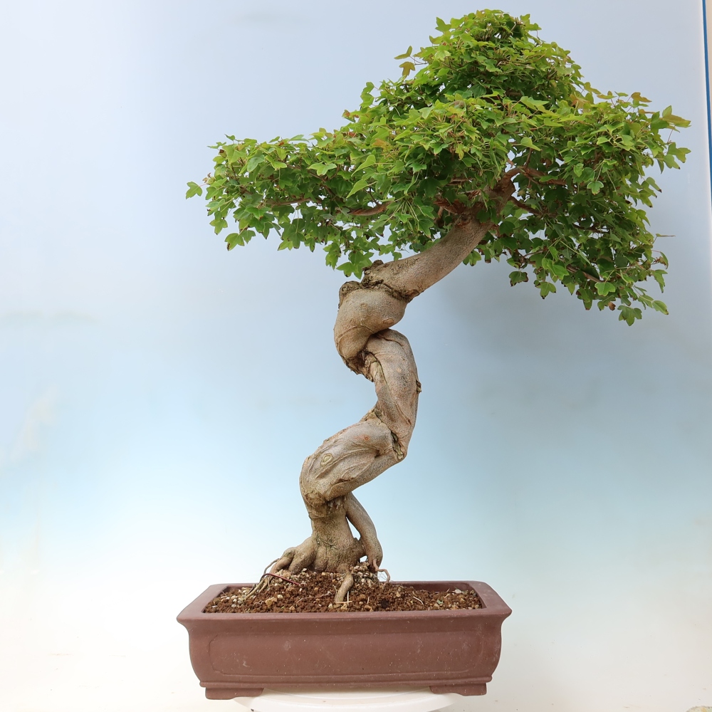 Outdoor bonsai - Acer Buergerianum - Burger Maple