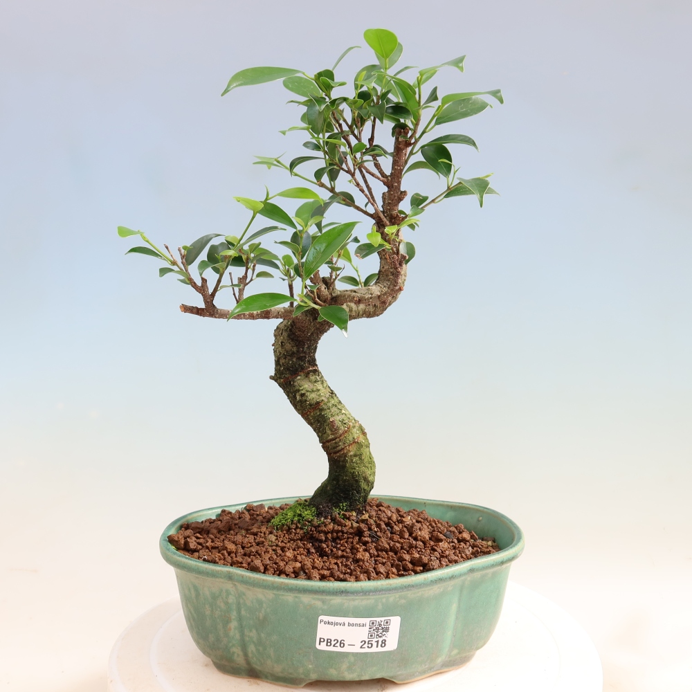 Room bonsai - Ficus retusa - small-leaved ficus
