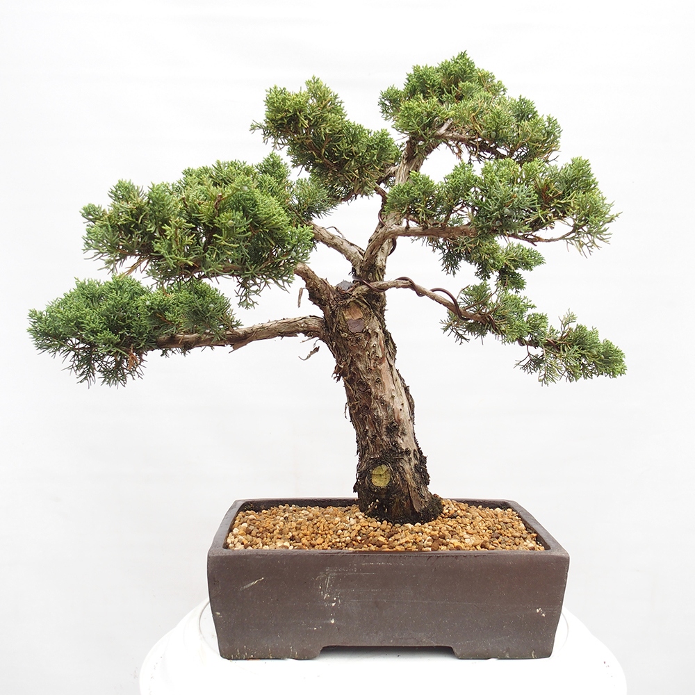 Outdoor bonsai - Juniperus chinensis  - Chinese  juniper