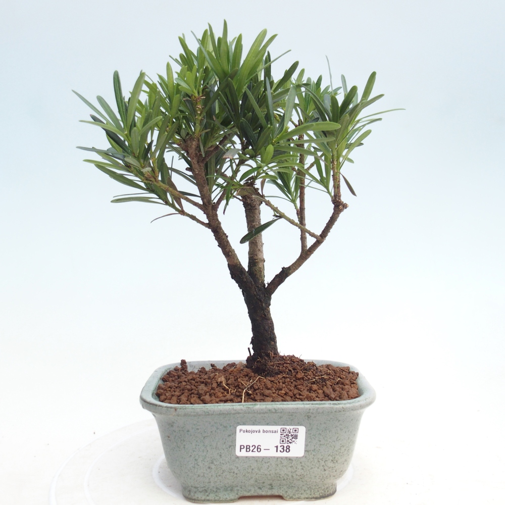 Room bonsai - Podocarpus - Stone Yew