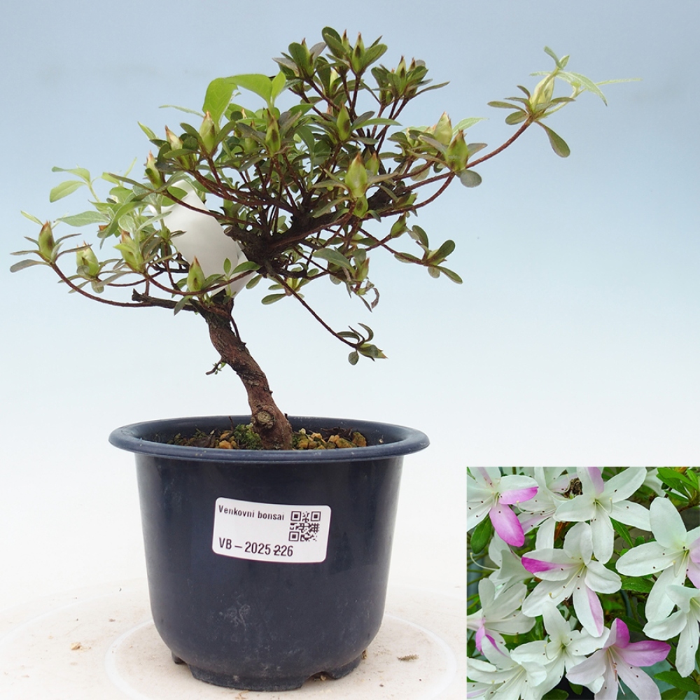Outdoor bonsai - Japanese azalea - Azalea Yukigesho
