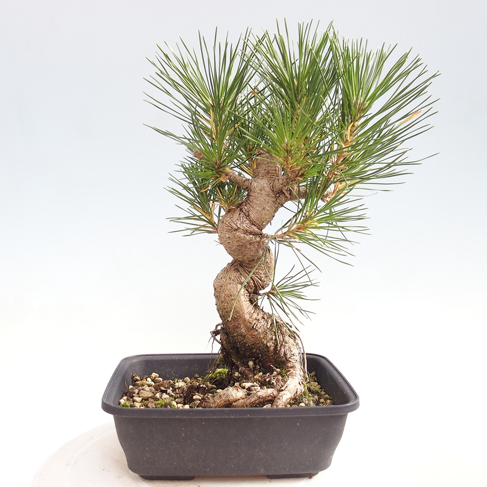 Outdoor bonsai - Pinus thunbergii - Thunberg pine