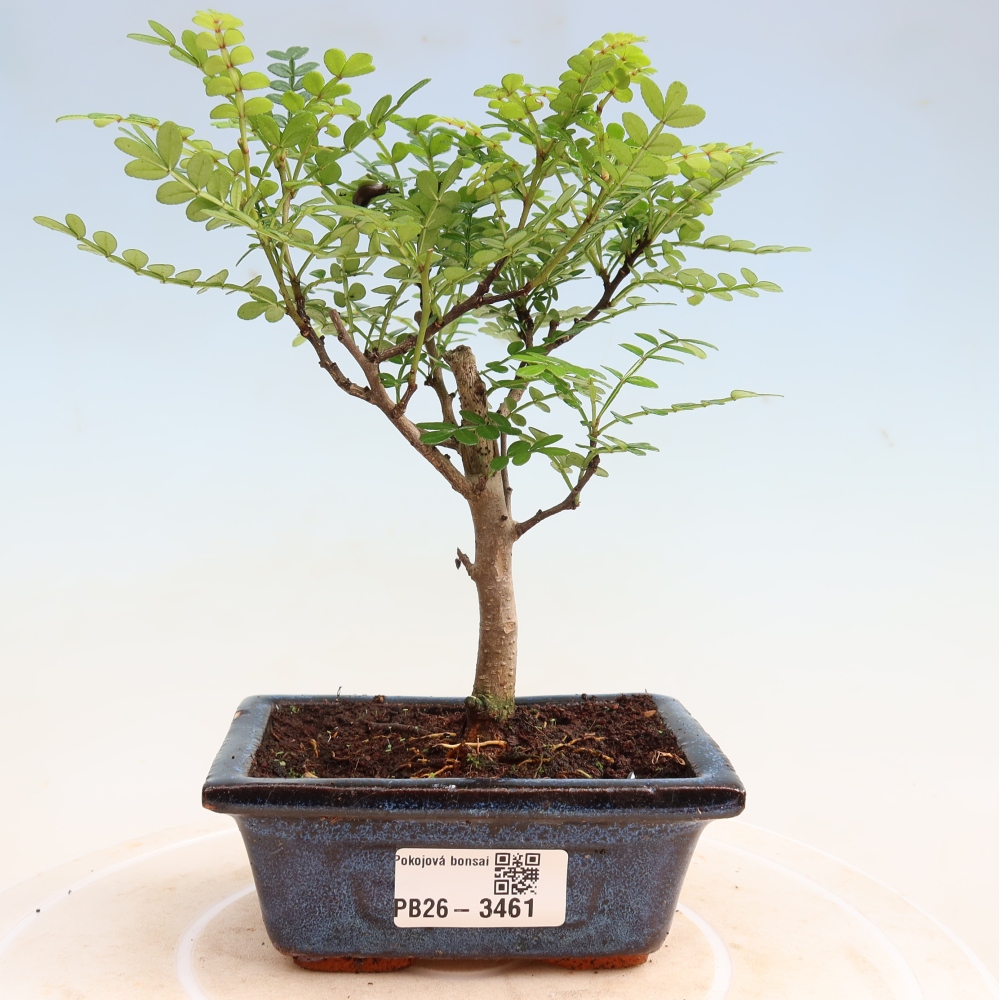 Room bonsai - Zantoxylum piperitum - pepper tree