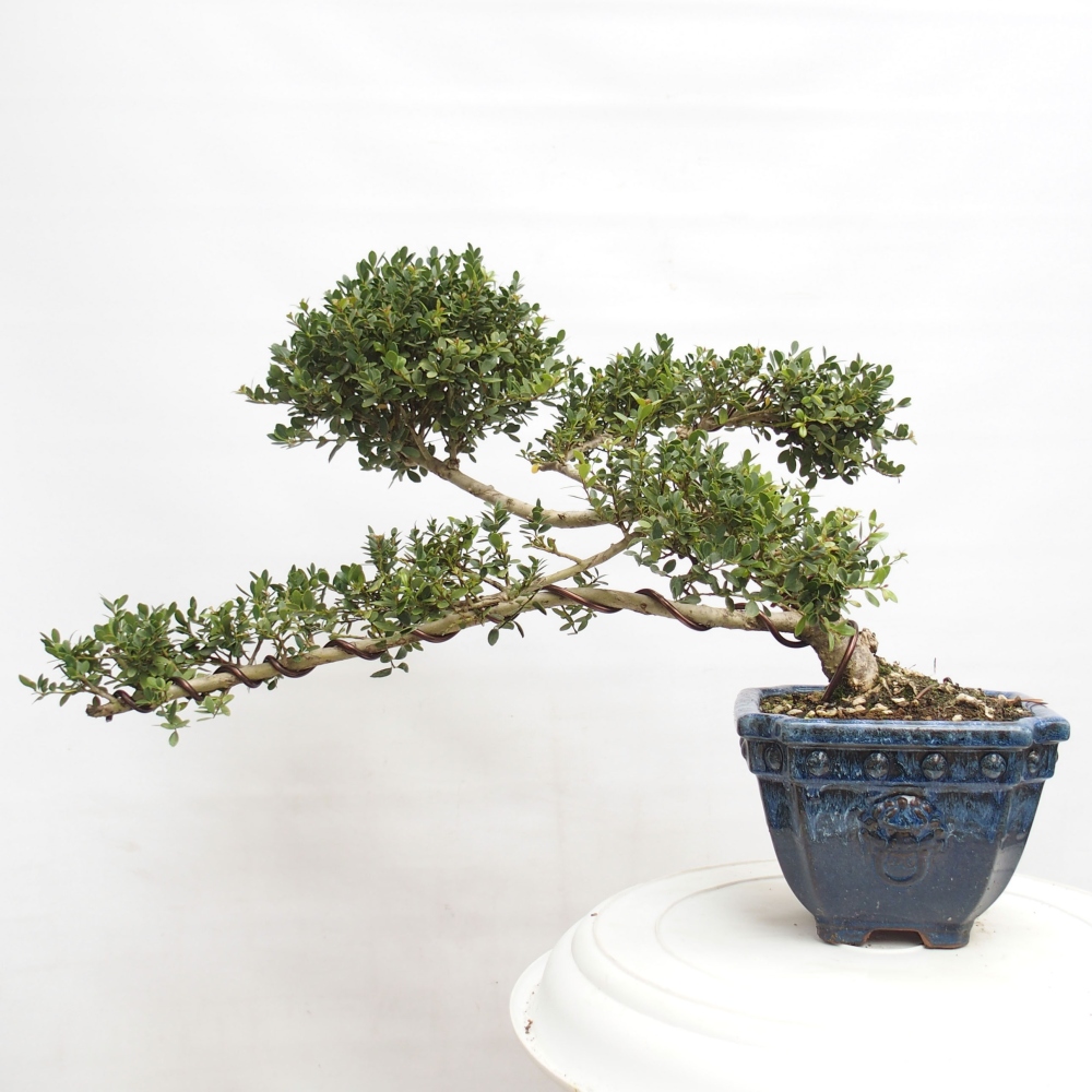 Indoor bonsai - Ilex crenata - Holly