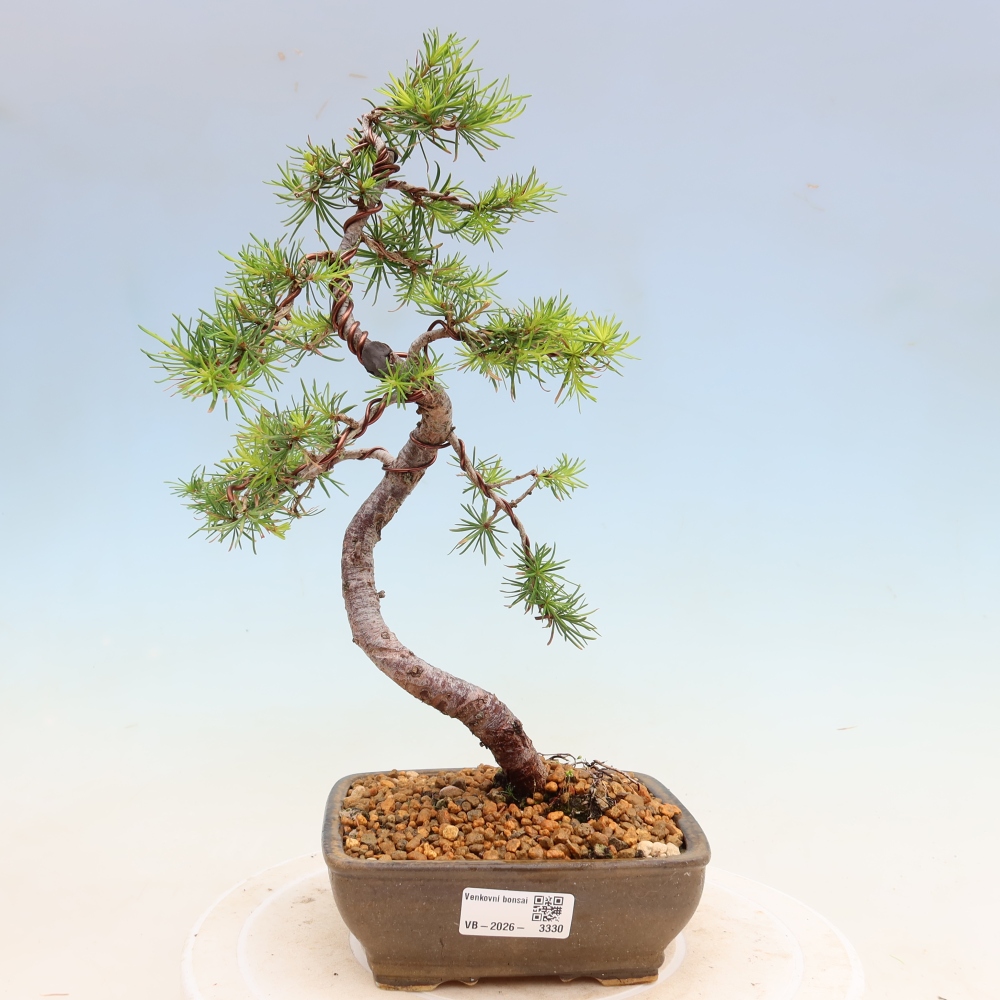 Outdoor bonsai -Larix decidua - Larch