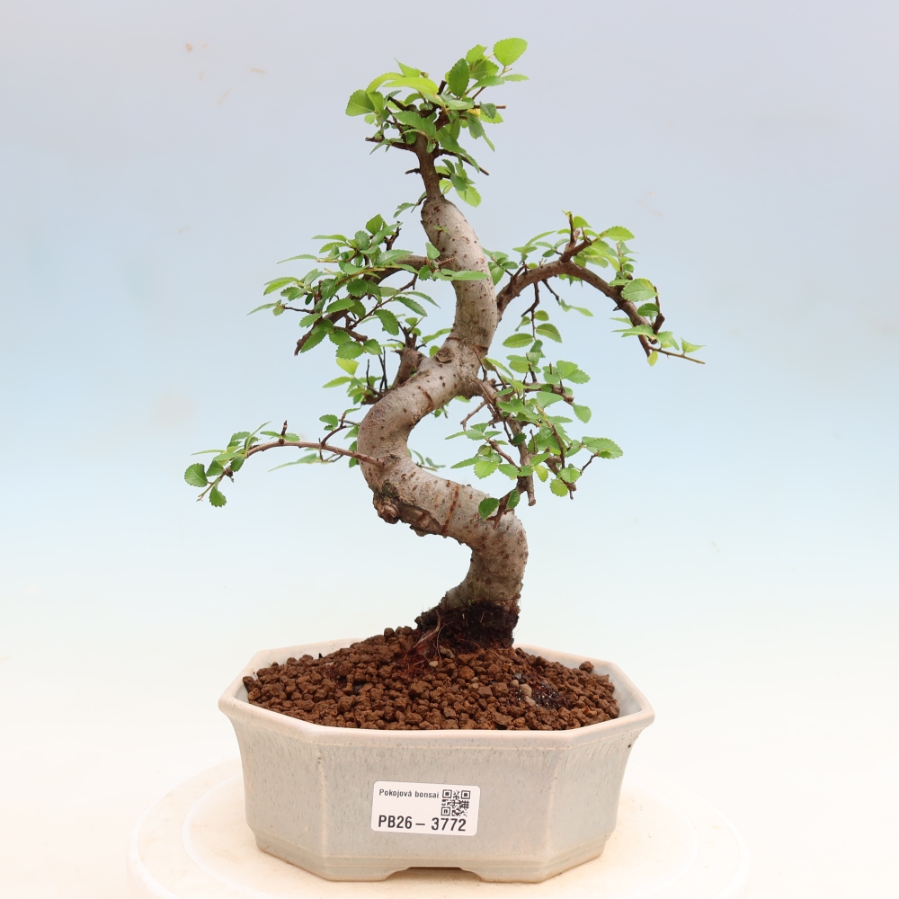 Room bonsai - Ulmus parvifolia - Small-leaved elm