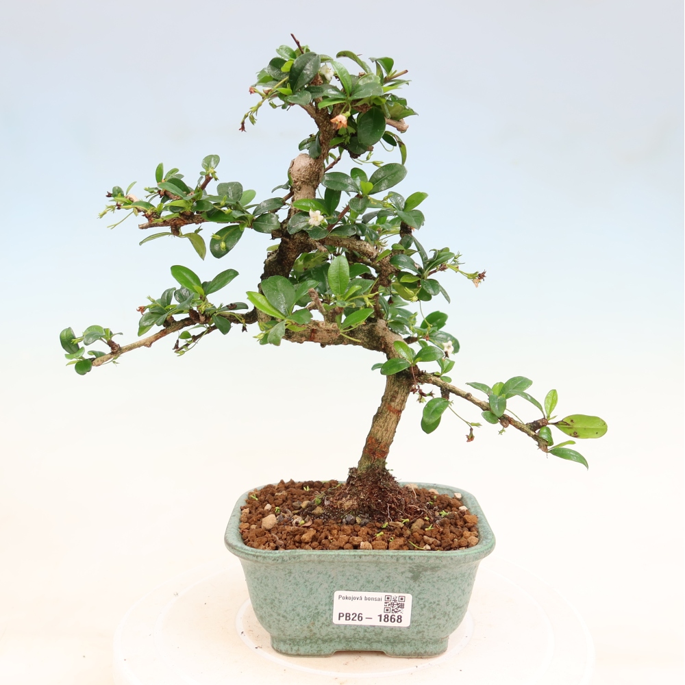 Room bonsai - Carmona macrophylla - Tea fuki