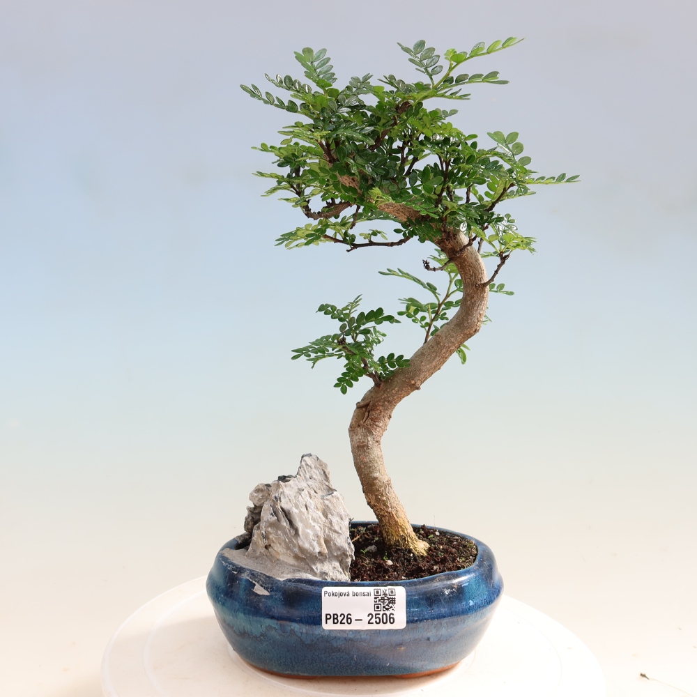 Room bonsai - Zantoxylum piperitum - pepper tree