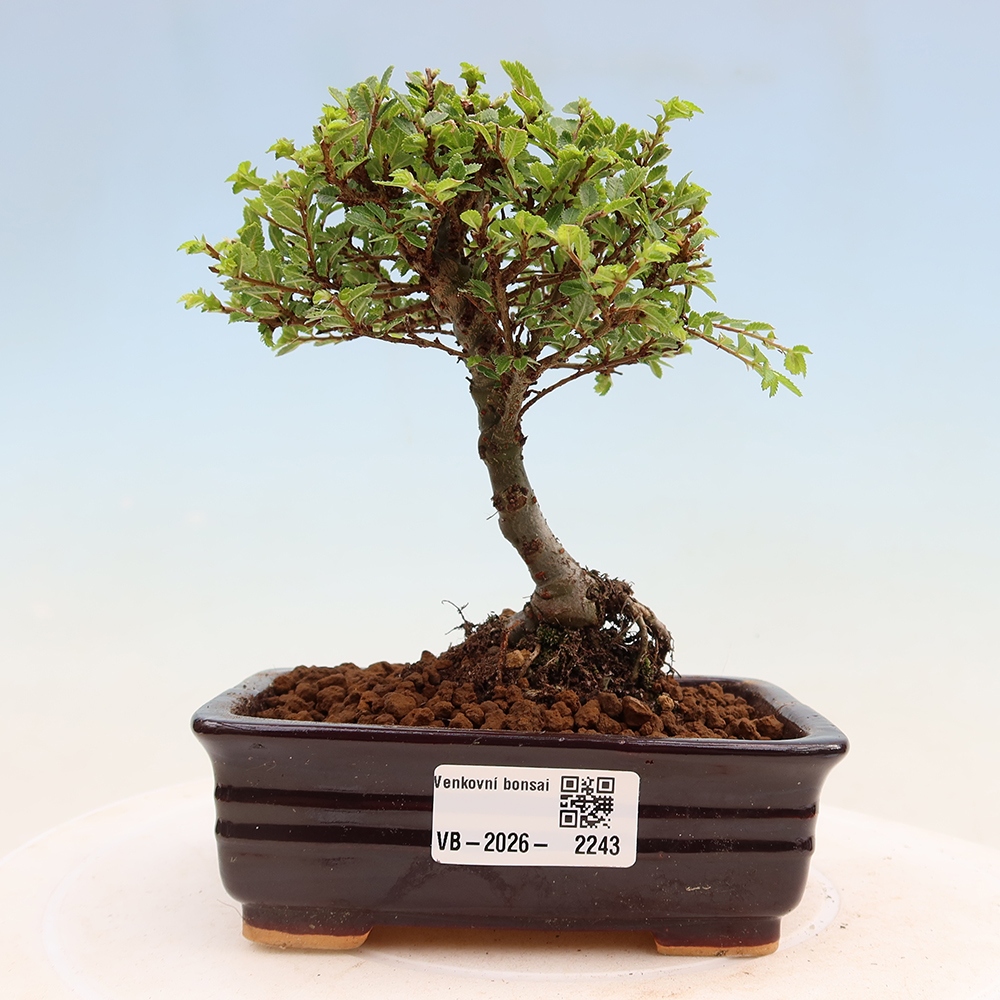 Outdoor bonsai - Ulmus parvifolia Sagei - Small-leaved elm