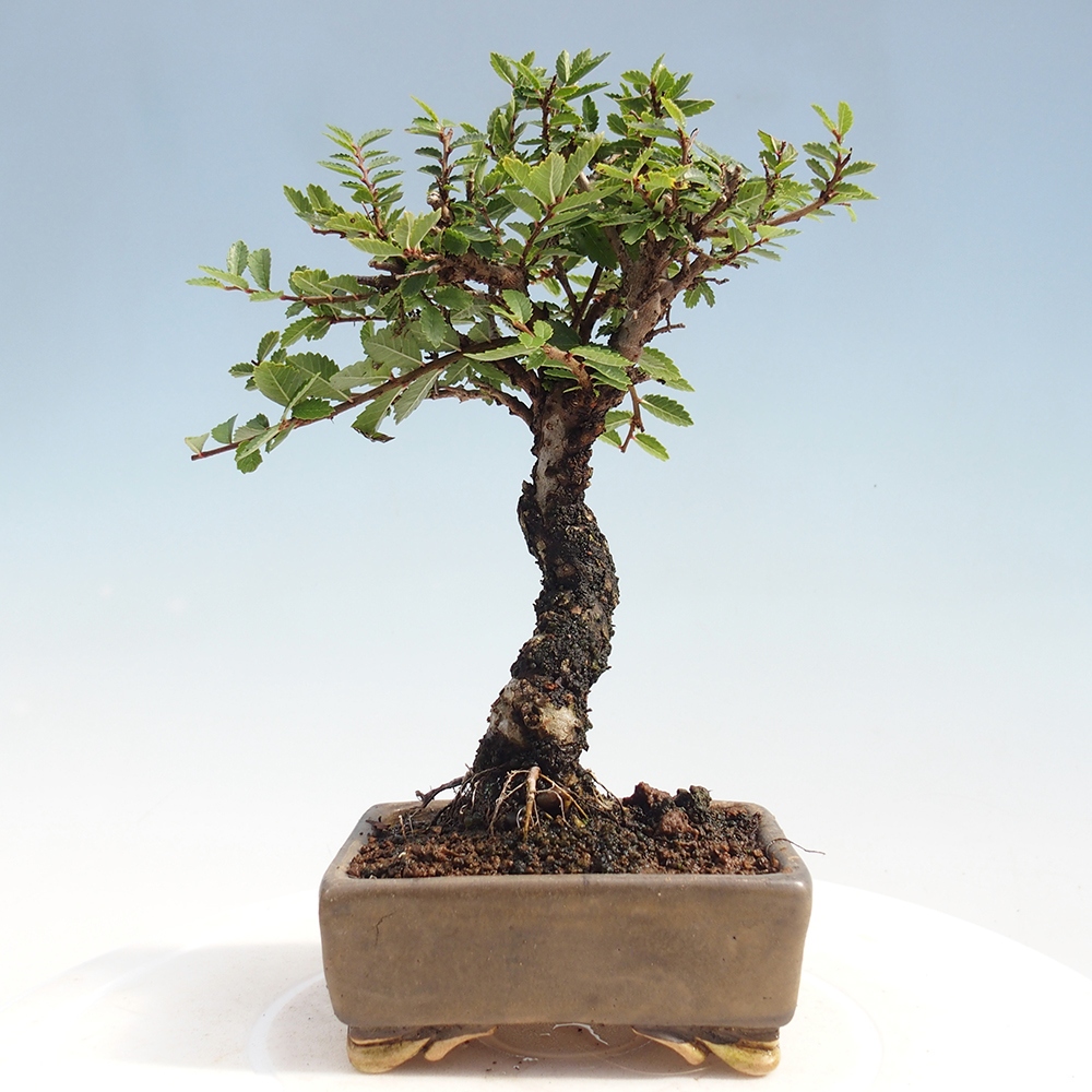 Outdoor bonsai - Zelkova - Zelkova NIRE