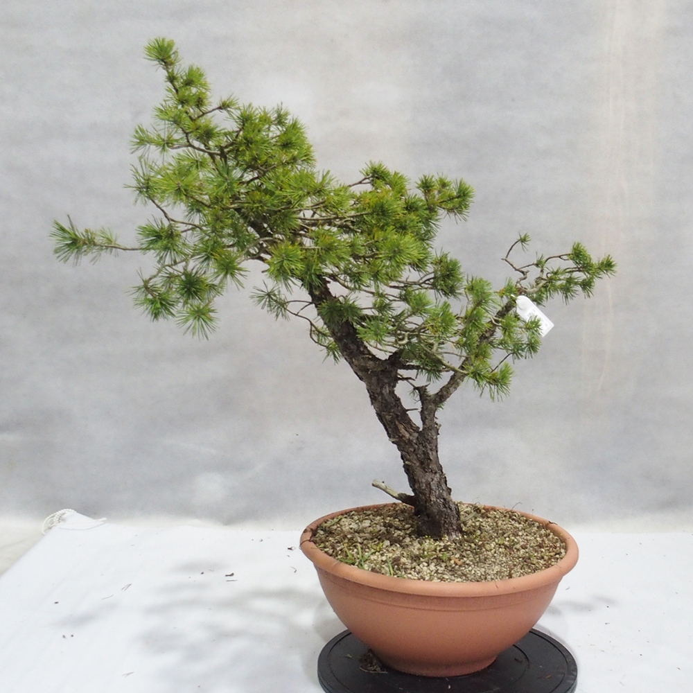 Yamadori - Pinus sylvestris 