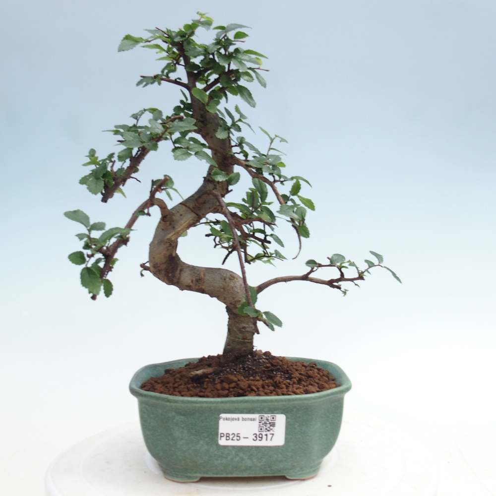 Room bonsai - Ulmus parvifolia - Small-leaved elm