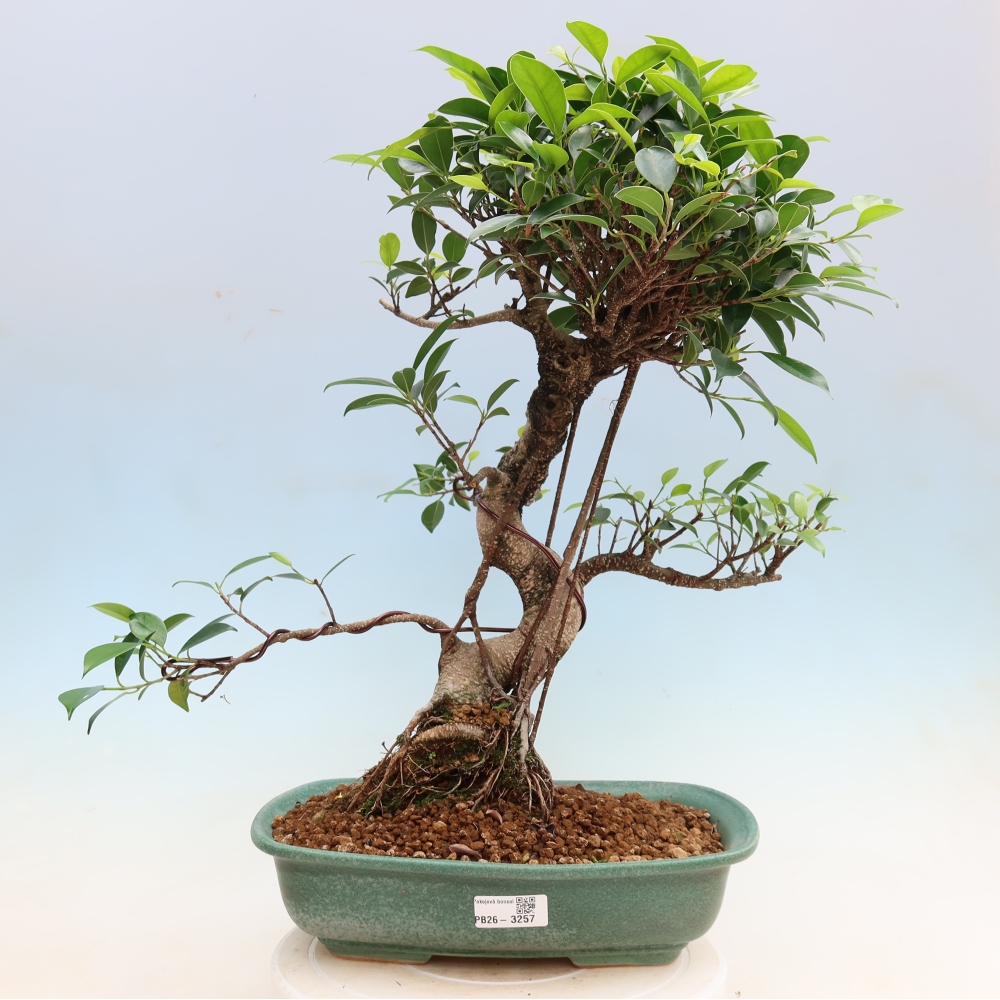 Room bonsai - Ficus kimmen - small-leaved ficus