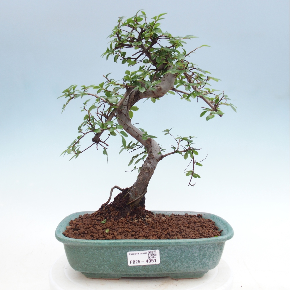 Room bonsai - Ulmus parvifolia - Small-leaved elm