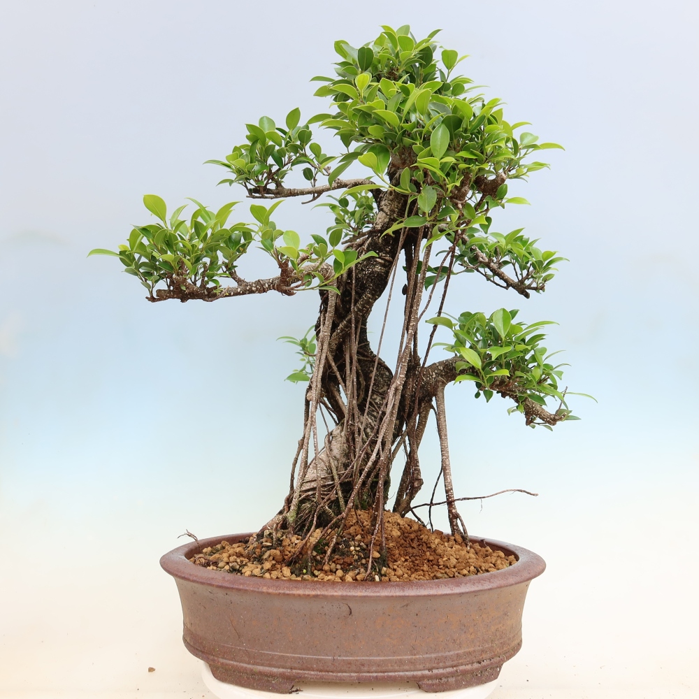 Room bonsai - Ficus kimmen - small-leaved ficus