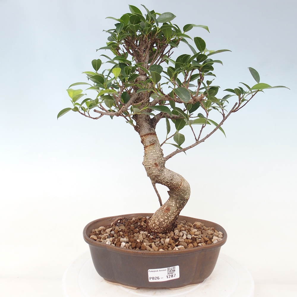 Room bonsai - Ficus retusa - small-leaved ficus