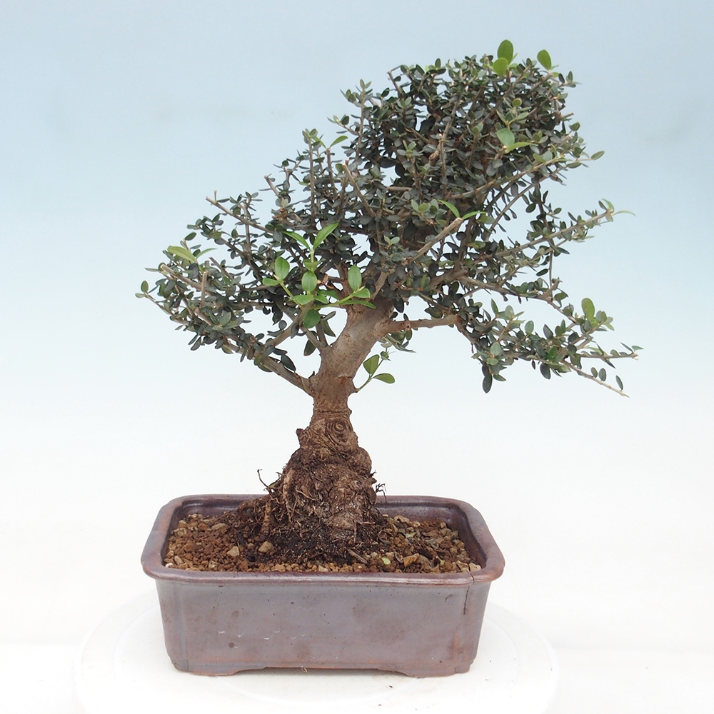 Indoor bonsai - Olea europaea sylvestris