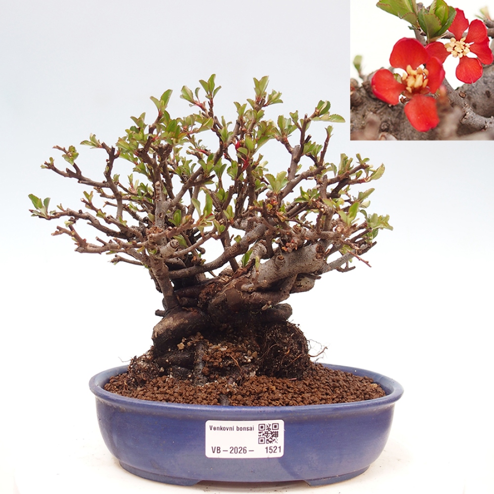 Outdoor bonsai - Chaneomeles speciosa - Quince
