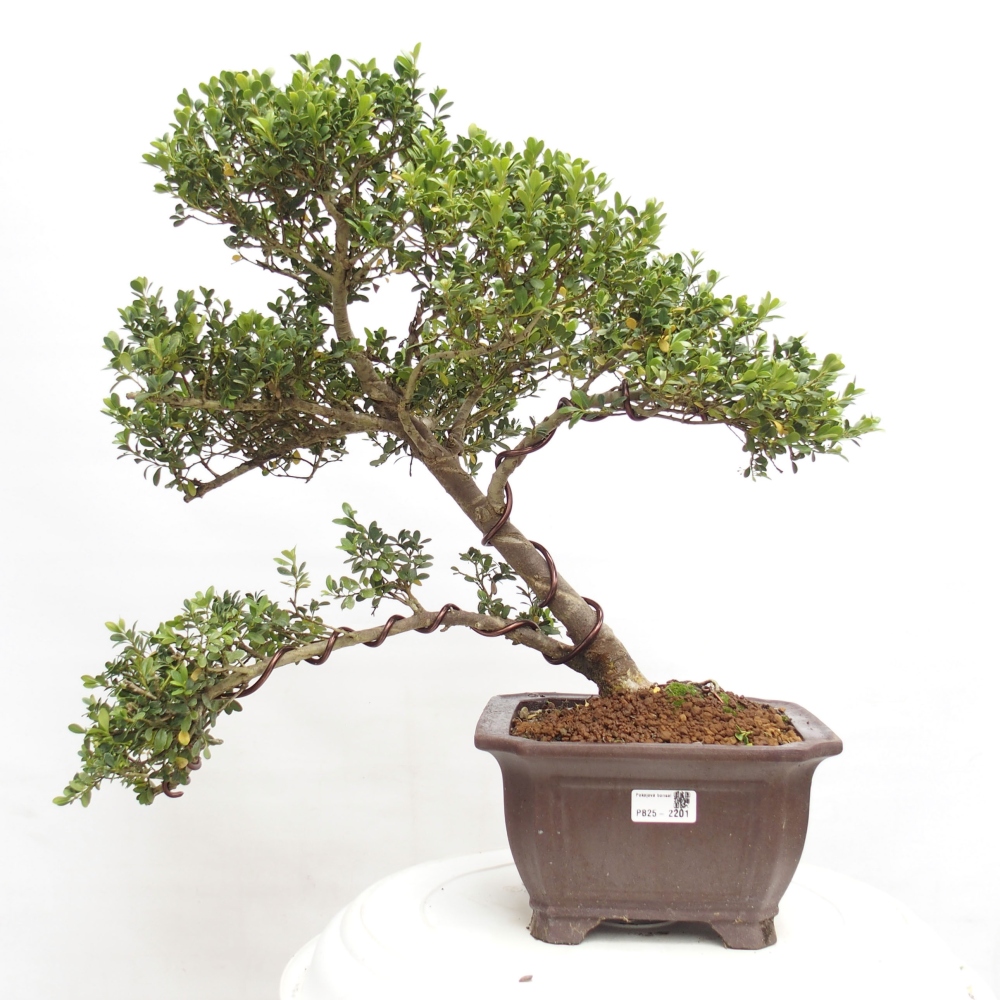 Indoor bonsai - Ilex crenata - Holly