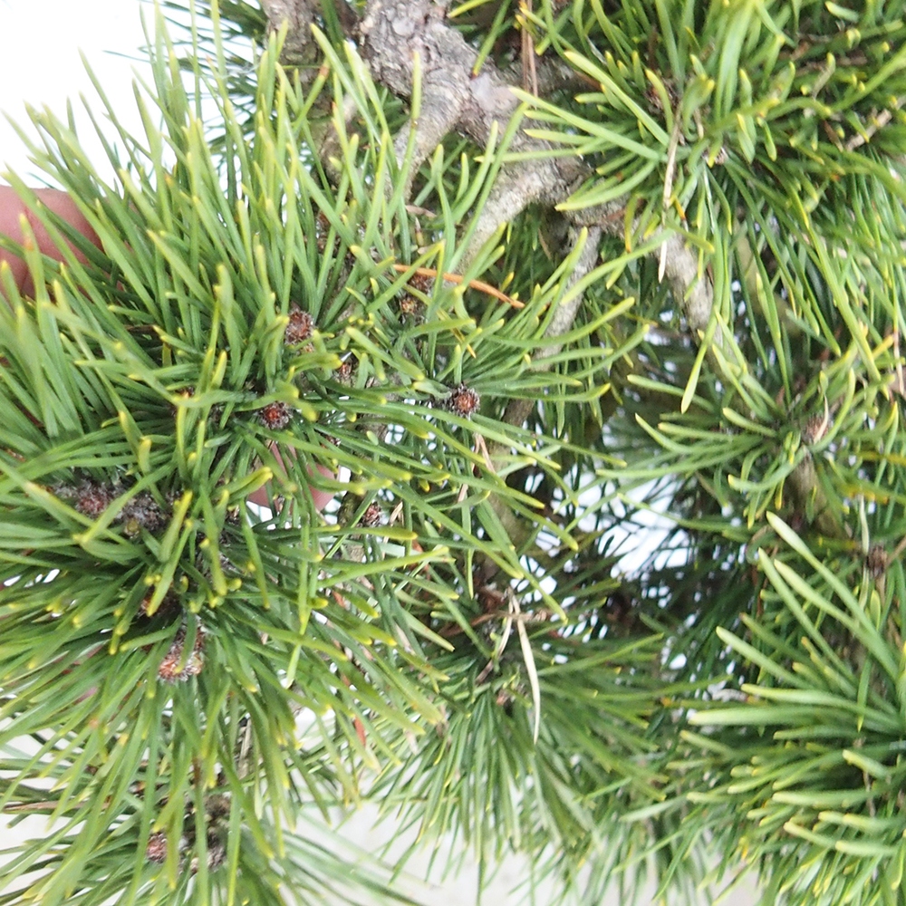 Yamadori - Pinus sylvestris 