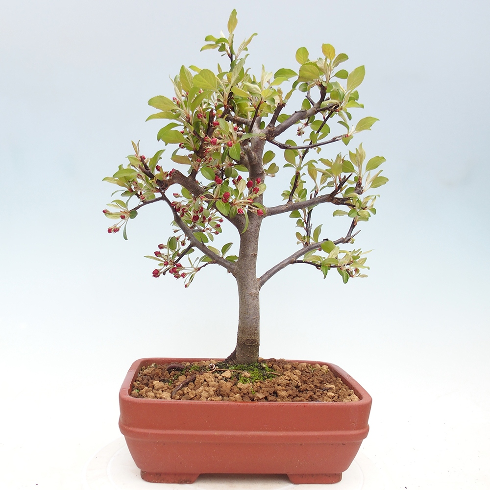 Outdoor bonsai -Malus domestica - Small-fruited red-leaved apple tree