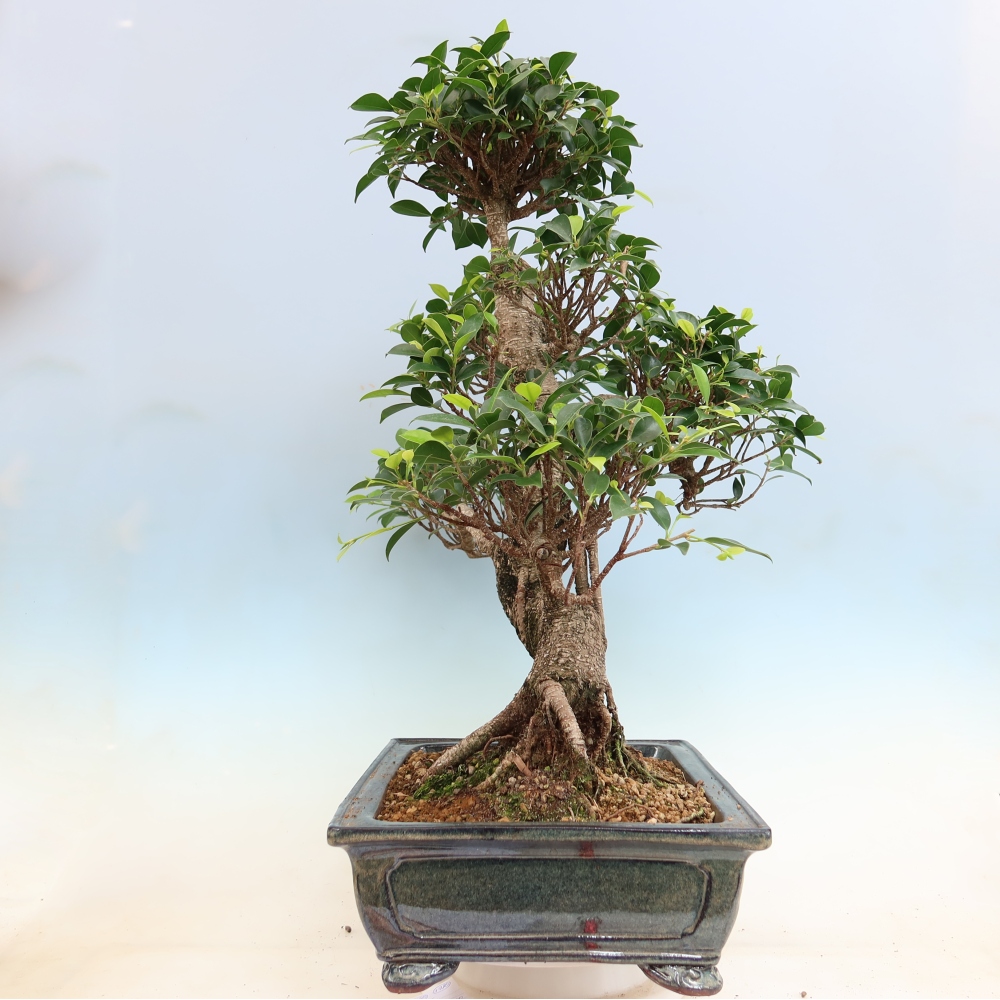 Room bonsai - Ficus kimmen - small-leaved ficus