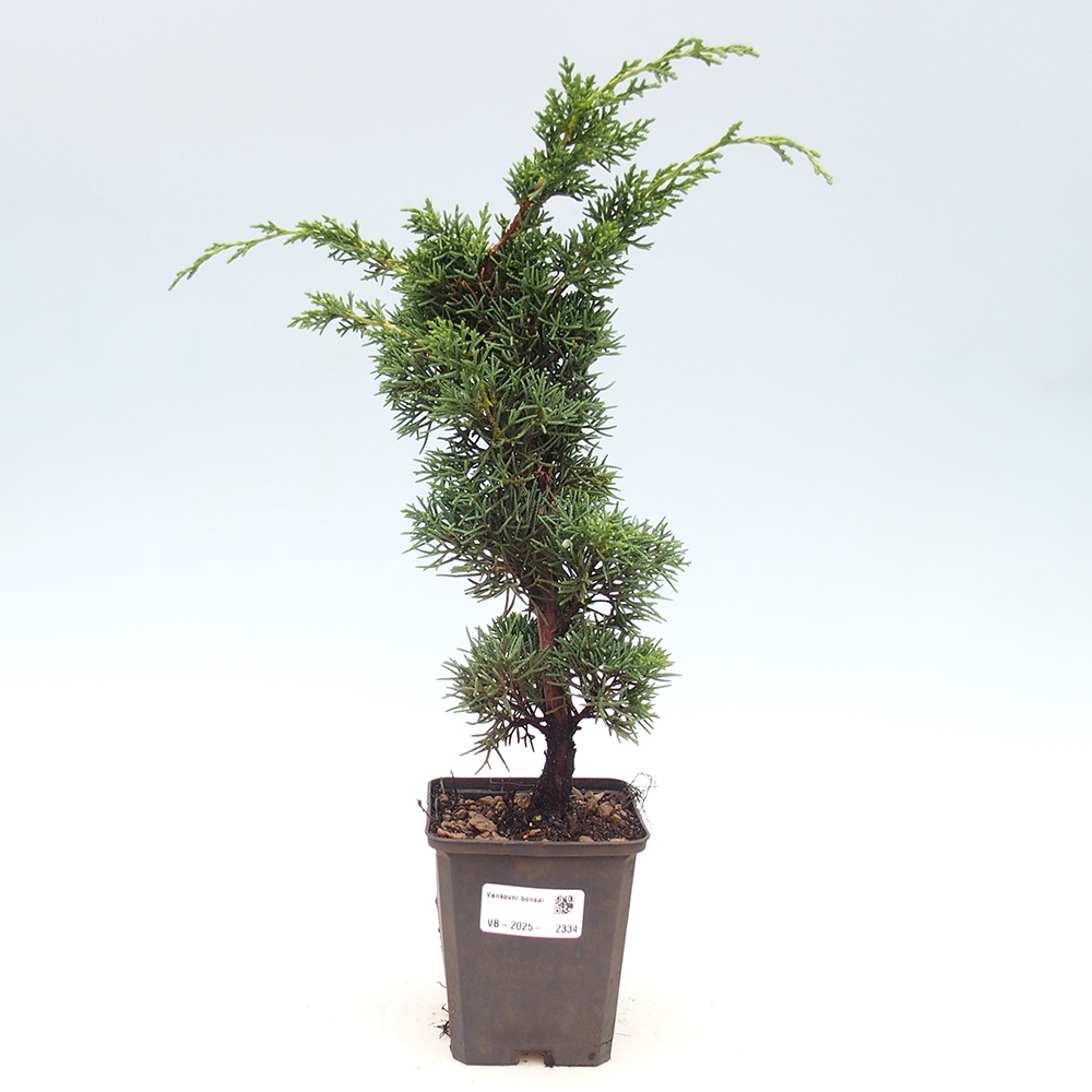 Outdoor bonsai - Juniperus chinensis Kishu - Chinese juniper