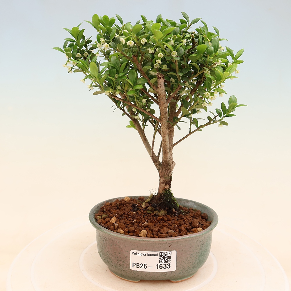 Room bonsai - Ilex crenata - Holly