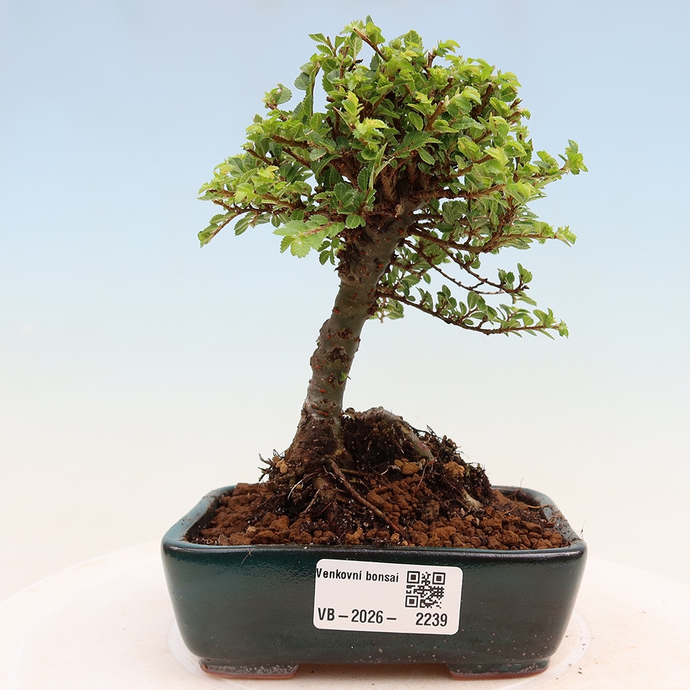 Outdoor bonsai - Ulmus parvifolia Sagei - Small-leaved elm
