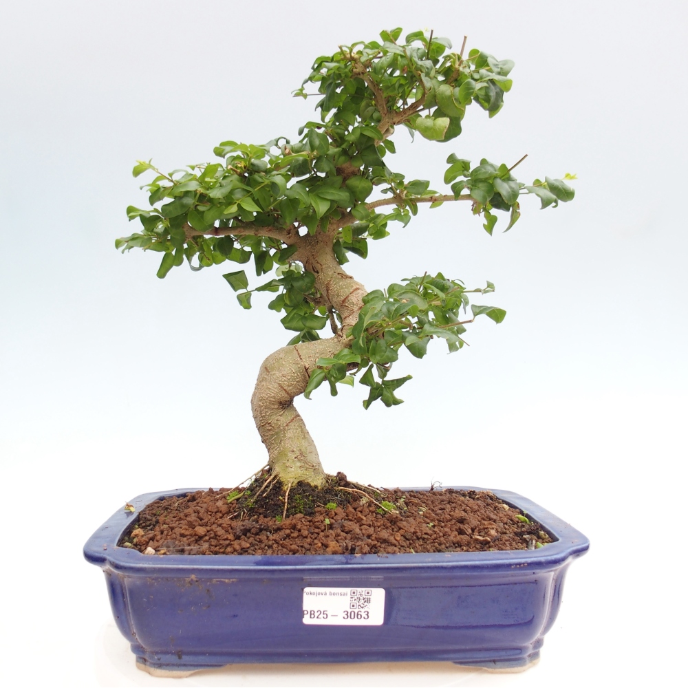 Indoor bonsai - Ligustrum chinensis - Bird's eye view