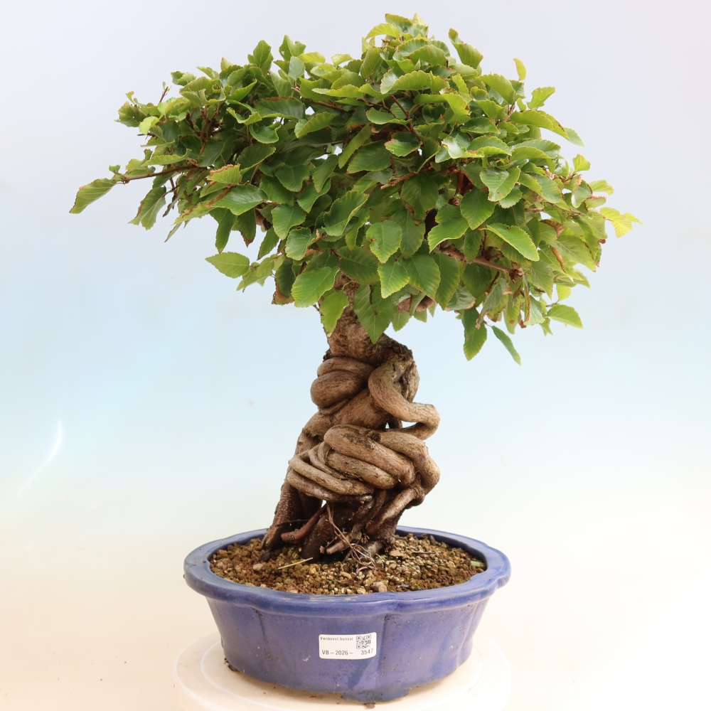Outdoor bonsai -Carpinus CARPINOIDES - Korean Hornbeam