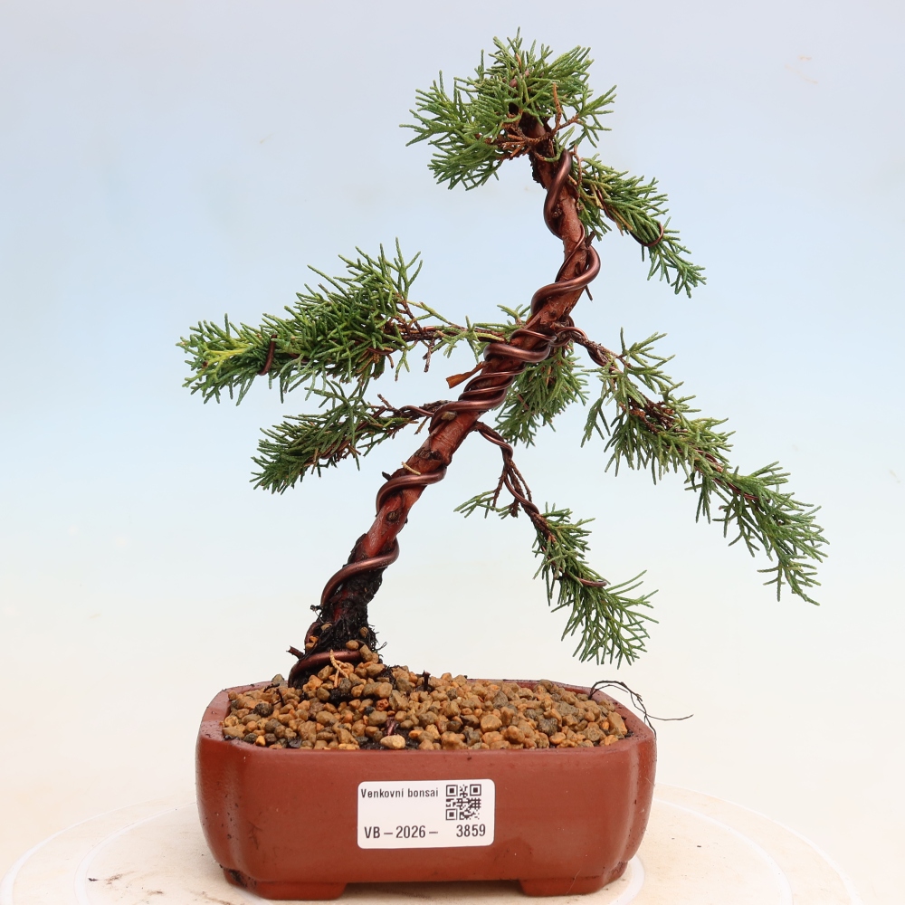 Outdoor bonsai - Juniperus chinensis Kishu