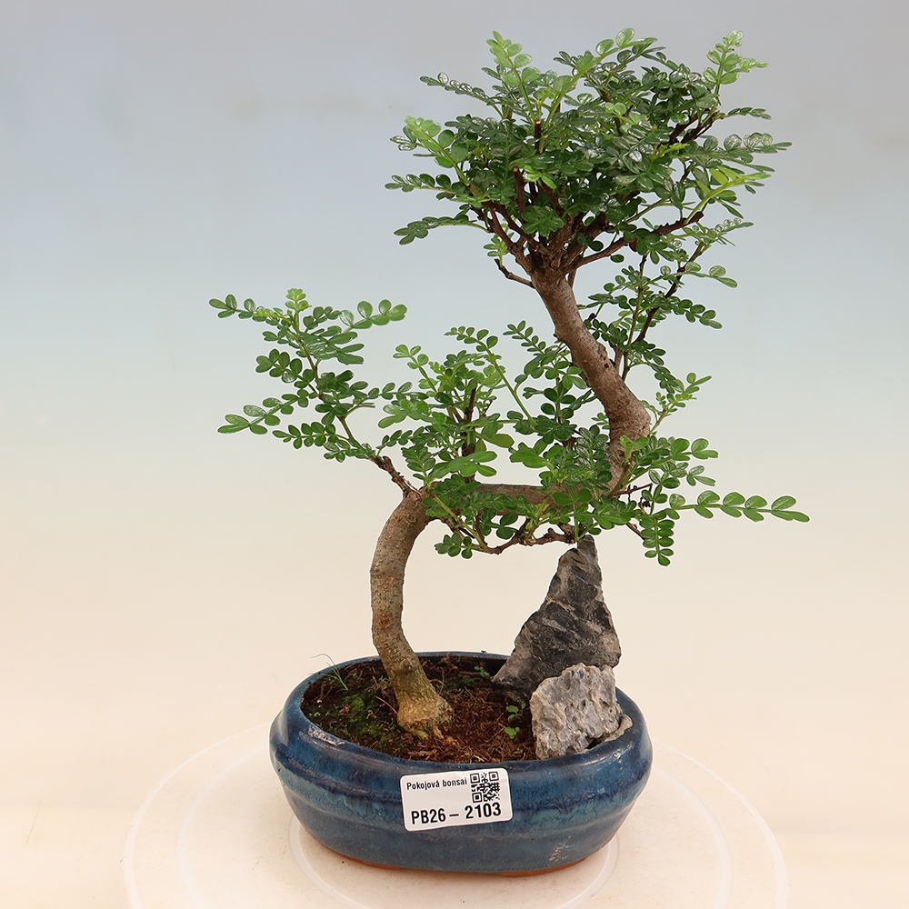 Room bonsai - Zantoxylum piperitum - pepper tree