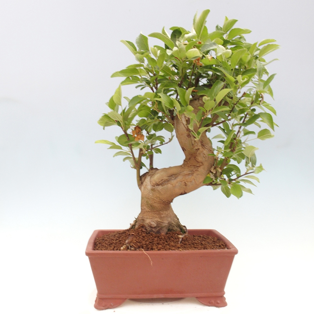 Outdoor bonsai - Malus halliana - Small-fruited apple tree