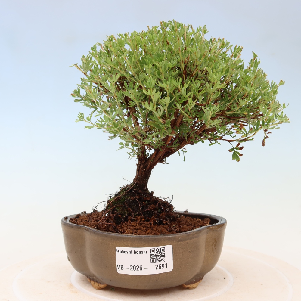 Outdoor Bonsai—Shrubby Cinquefoil (Potentilla fruticosa) 'Goldkissen'