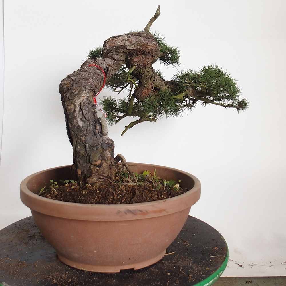 Yamadori - Pinus sylvestris Spain