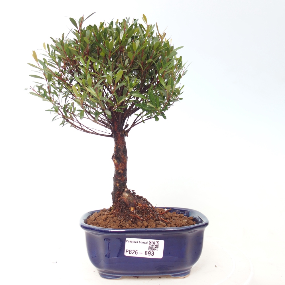 Room bonsai - Syzygium - Pimento