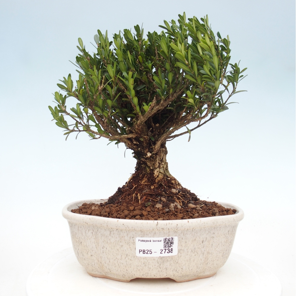 Indoor bonsai - Buxus harlandii - Cork boxwood